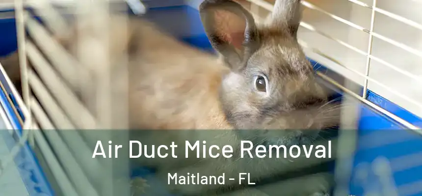  Air Duct Mice Removal Maitland - FL